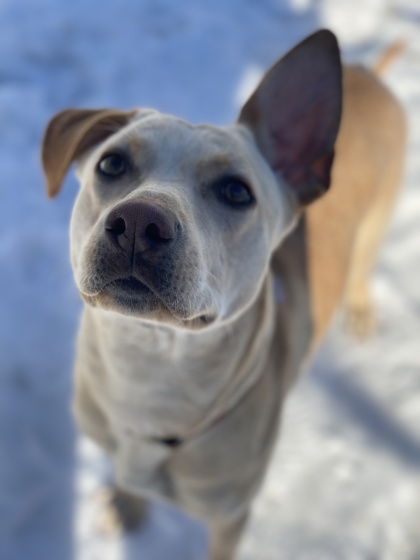 featured pet image