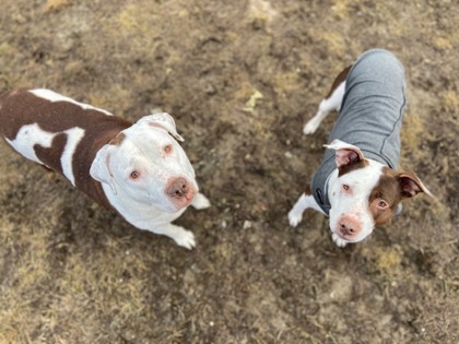 featured pet image