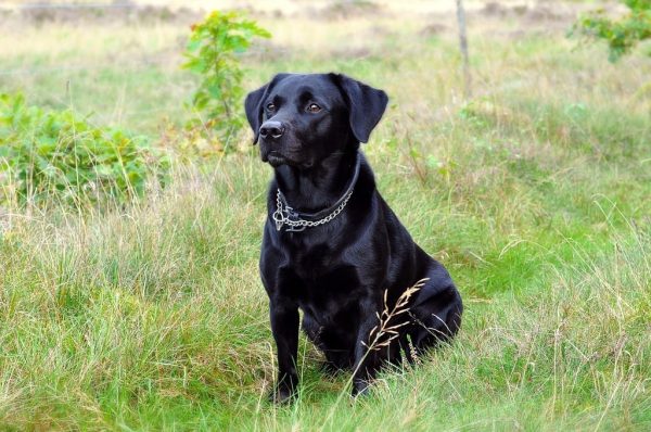 mutt