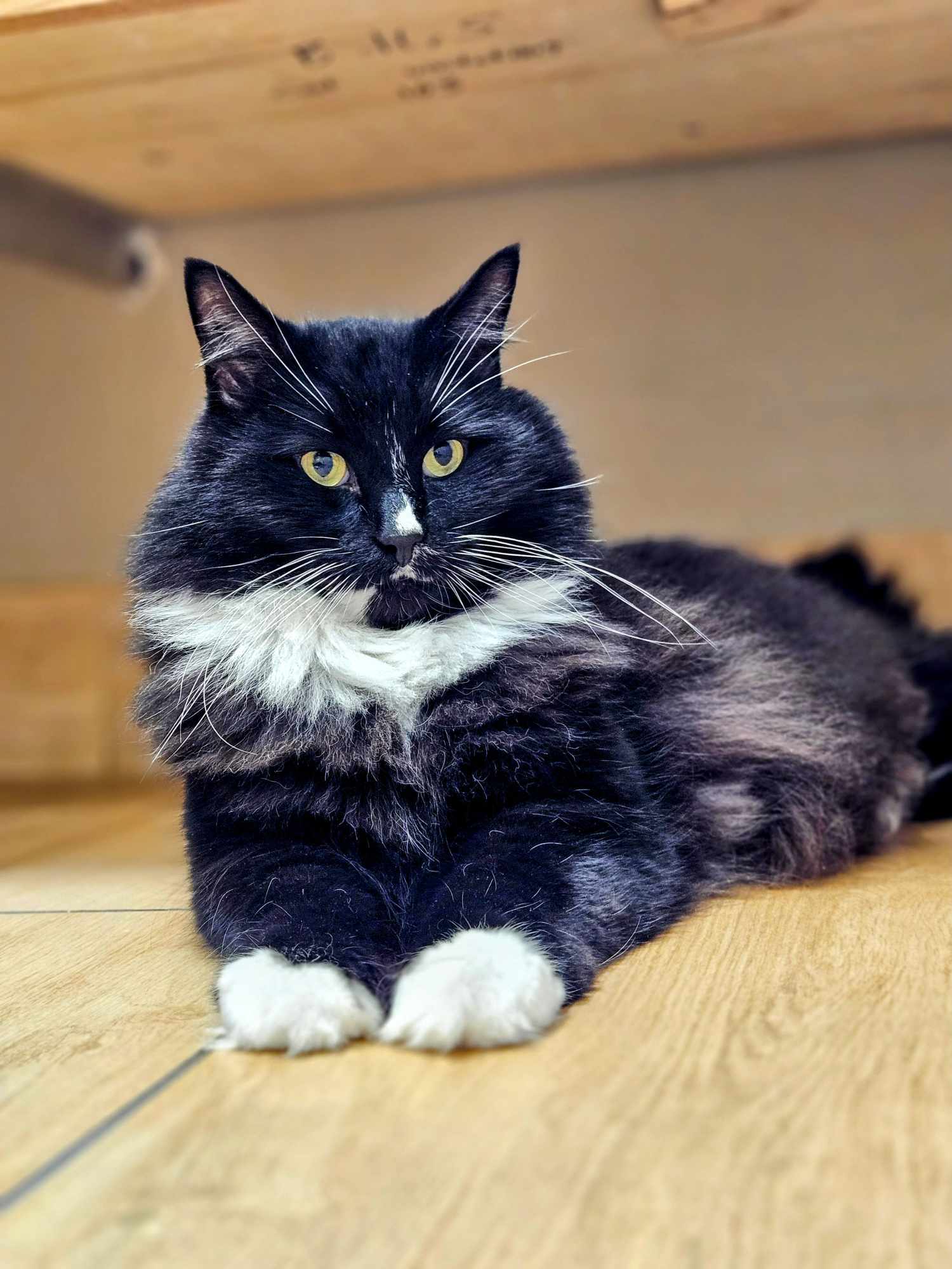 Bangor Humane Society | Pet Adoption & Helping Animals | Bangor, Maine