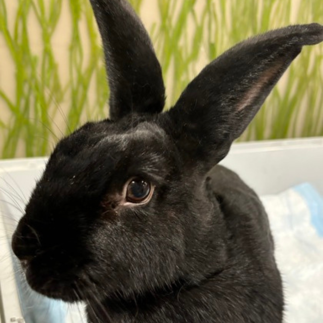 Bangor Humane Society | Pet Adoption & Helping Animals | Bangor, Maine