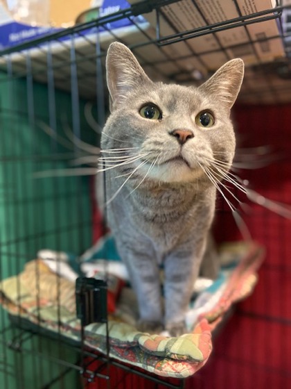 featured pet image